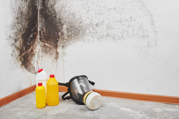 Best Mold Testing  in Williamston, MI