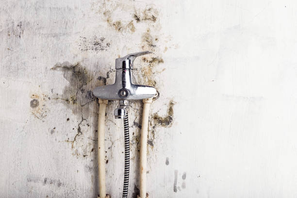 Best Water Damage Restoration  in Williamston, MI