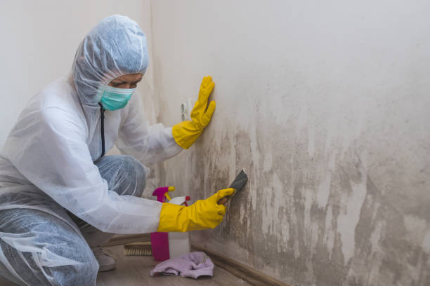 Best Mold Remediation  in Williamston, MI