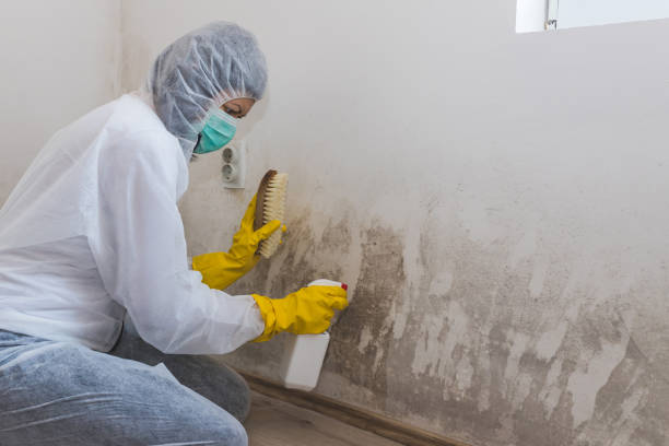 Mold Removal Process in Williamston, MI