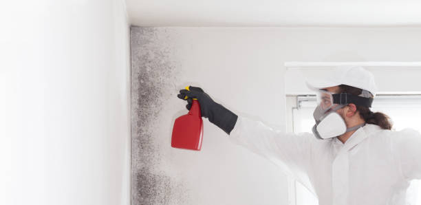 Best Residential Mold Removal  in Williamston, MI