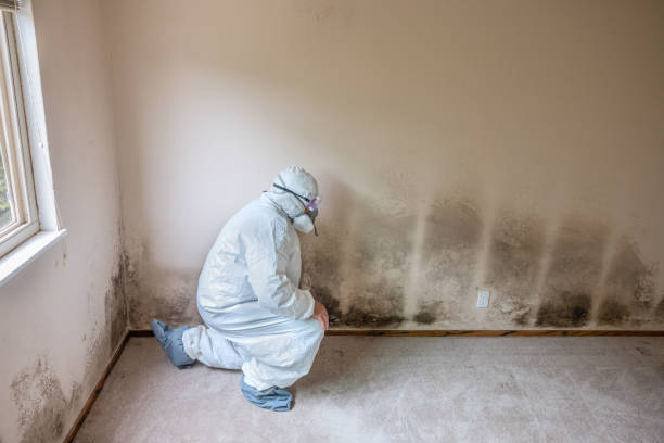Best Attic Mold Removal  in Williamston, MI
