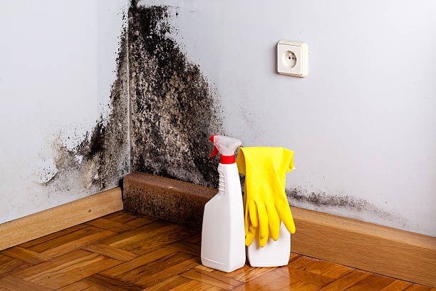 Best Mold Cleaning Services  in Williamston, MI