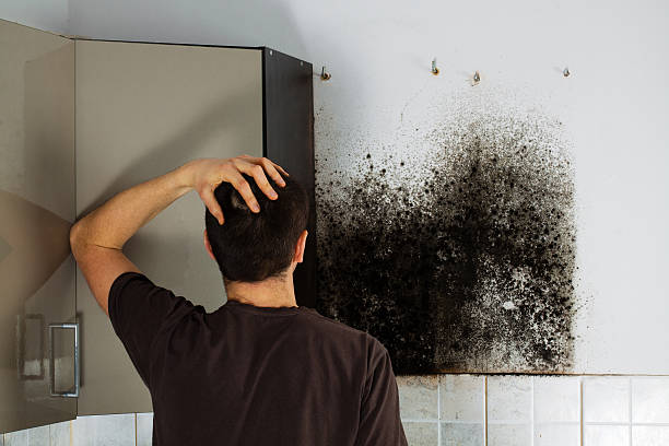 Best Mold Removal Process  in Williamston, MI