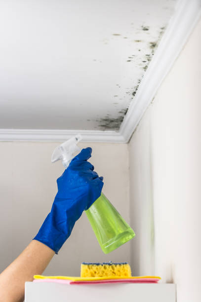 Best Mold Cleaning Services  in Williamston, MI